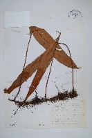 石葦藏品圖，第1張