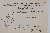 聖蕨藏品圖，第2張