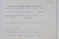 翅軸假金星蕨、短柄卵果蕨藏品圖，第2張