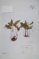 擬密葉卷柏藏品圖，第1張