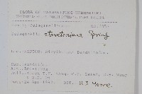 擬密葉卷柏藏品圖，第2張