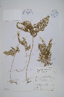 異葉卷柏藏品圖，第1張