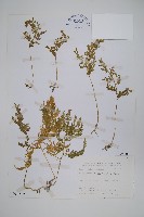 異葉卷柏藏品圖，第1張