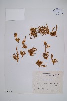 玉山石松藏品圖，第1張