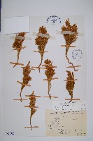 玉柏藏品圖，第1張