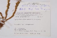 福氏石松藏品圖，第2張