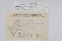 異葉卷柏藏品圖，第2張