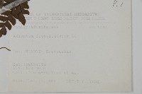 扇葉鐵線蕨藏品圖，第2張