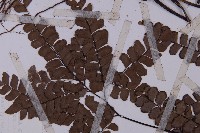 扇葉鐵線蕨藏品圖，第3張