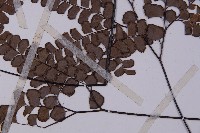 扇葉鐵線蕨藏品圖，第4張