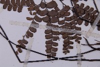 扇葉鐵線蕨藏品圖，第5張