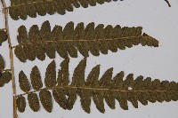 廣葉鋸齒雙蓋蕨藏品圖，第5張