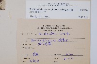 韓氏耳蕨藏品圖，第2張