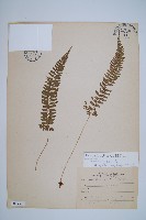 韓氏耳蕨藏品圖，第1張