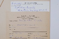 韓氏耳蕨藏品圖，第2張