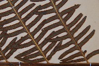 栗蕨藏品圖，第3張