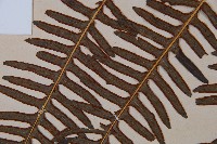 栗蕨藏品圖，第4張