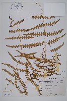 栗蕨藏品圖，第1張