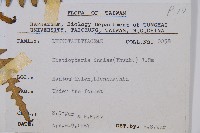 栗蕨藏品圖，第2張