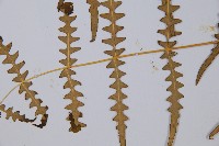 栗蕨藏品圖，第4張