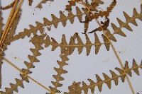 栗蕨藏品圖，第5張