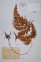 毛苞擬複葉耳蕨藏品圖，第1張