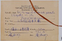 毛苞擬複葉耳蕨藏品圖，第2張