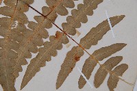 栗蕨藏品圖，第3張