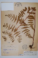 栗蕨藏品圖，第1張