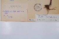 栗蕨藏品圖，第2張