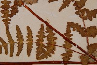 栗蕨藏品圖，第3張