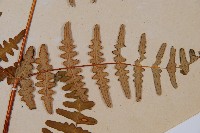 栗蕨藏品圖，第4張