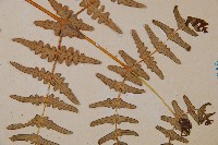 栗蕨藏品圖，第5張