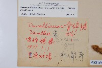杯狀蓋陰石蕨藏品圖，第2張