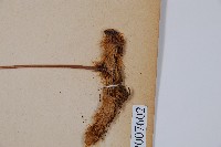 杯狀蓋陰石蕨藏品圖，第3張