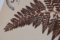 杯狀蓋陰石蕨藏品圖，第5張