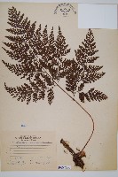 海州骨碎補藏品圖，第1張