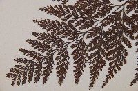 海州骨碎補藏品圖，第4張