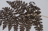 稀子蕨藏品圖，第4張