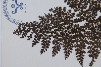 稀子蕨藏品圖，第5張