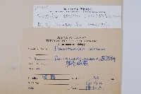 韓氏耳蕨藏品圖，第2張