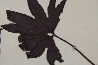 雙扇蕨藏品圖，第3張