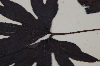 雙扇蕨藏品圖，第4張