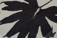 雙扇蕨藏品圖，第5張