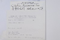 臺灣金狗毛蕨藏品圖，第2張