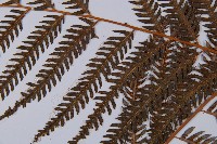 臺灣金狗毛蕨藏品圖，第4張