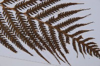 臺灣金狗毛蕨藏品圖，第5張