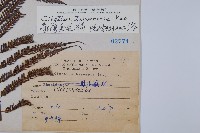 臺灣金狗毛蕨藏品圖，第2張