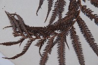 臺灣金狗毛蕨藏品圖，第3張