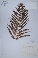 金狗毛蕨藏品圖，第1張